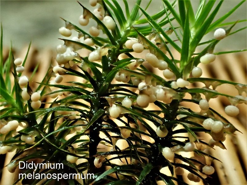 Didymium melanospermum-amf1981.jpg - Didymium melanospermum ; Nom français: Didyme à spores noires